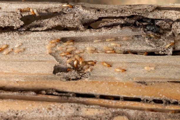 Best Pest Prevention Services  in , ME